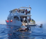 PADI Boat Diver